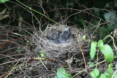 Amsel-5-Tag-1.jpg